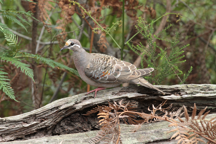 bronzewing.jpg