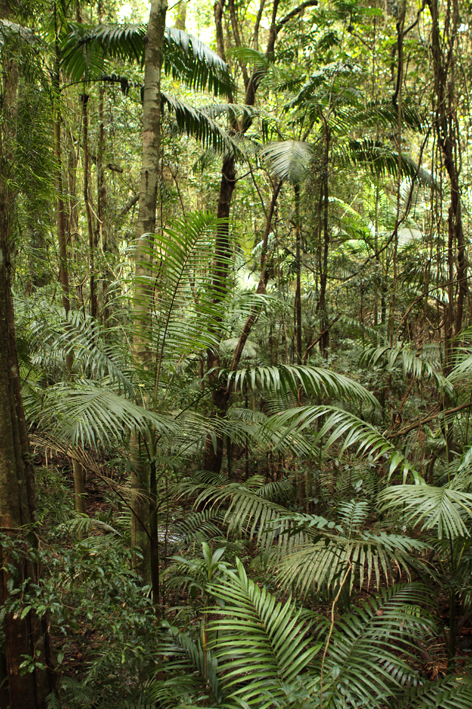 rainforest.jpg
