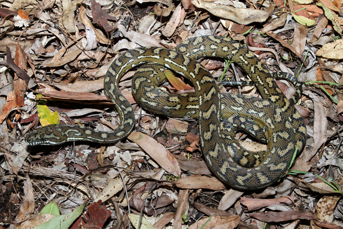 carpet python medium.jpg