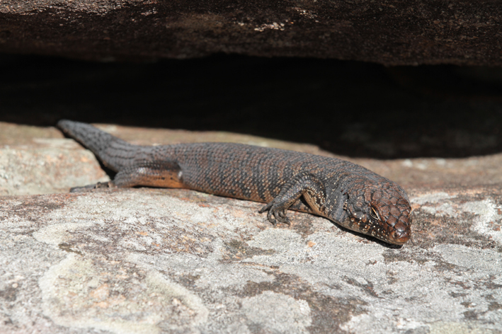 Cunninghams skink.jpg