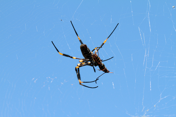 golden orb with prey.jpg