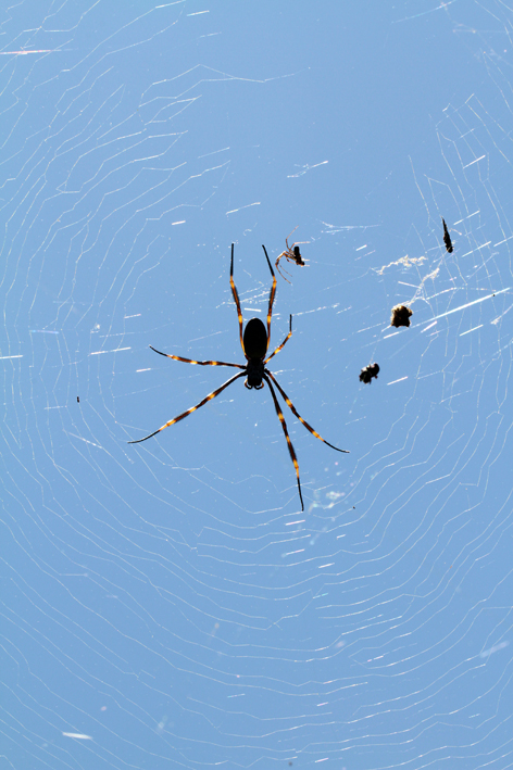 golden orb 3.jpg