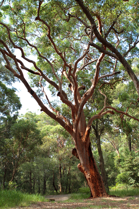 big Angophora.jpg
