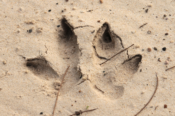wallaby track.jpg