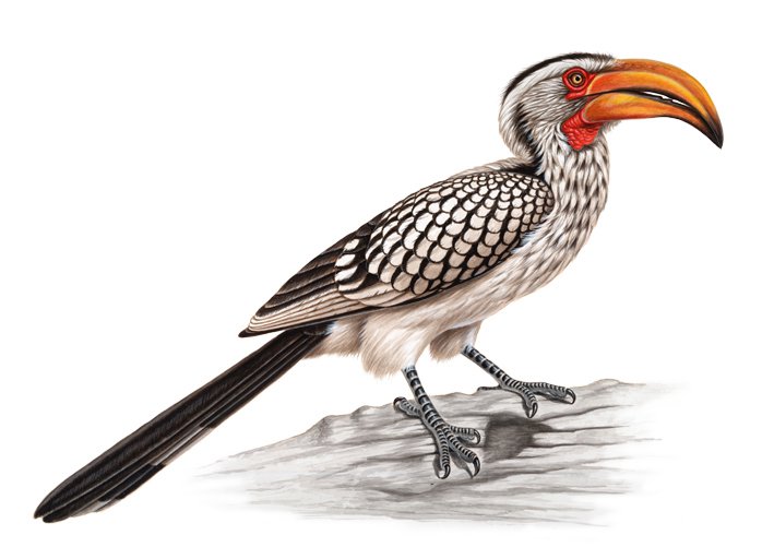 hornbill.jpg