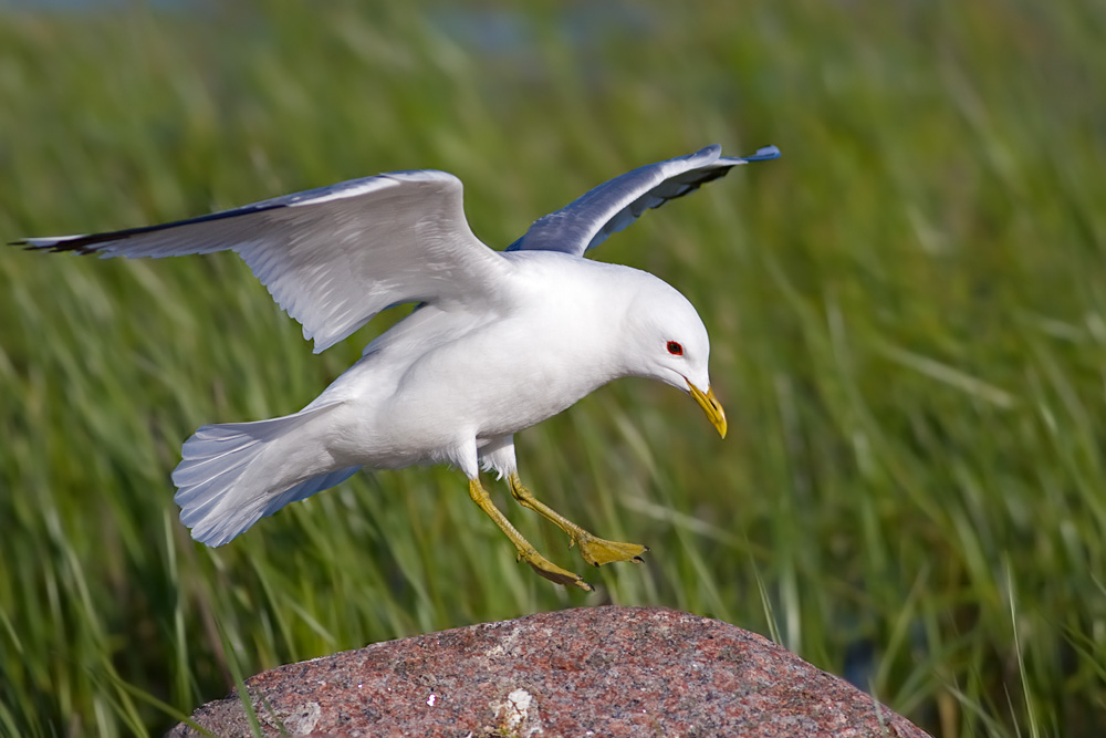 Mew Gull