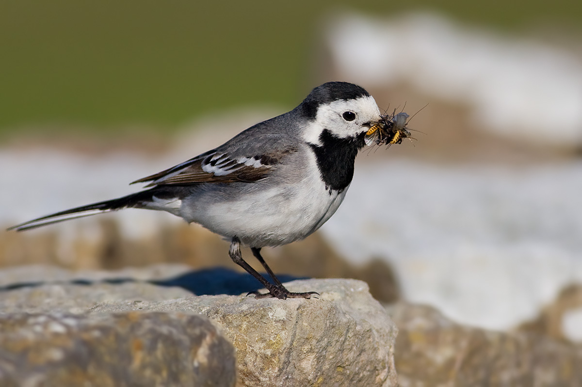 White Wagtail with insects