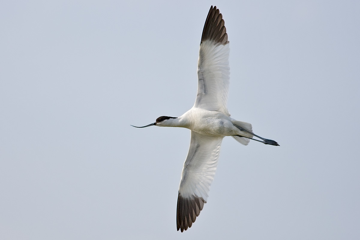 Pied Avocet