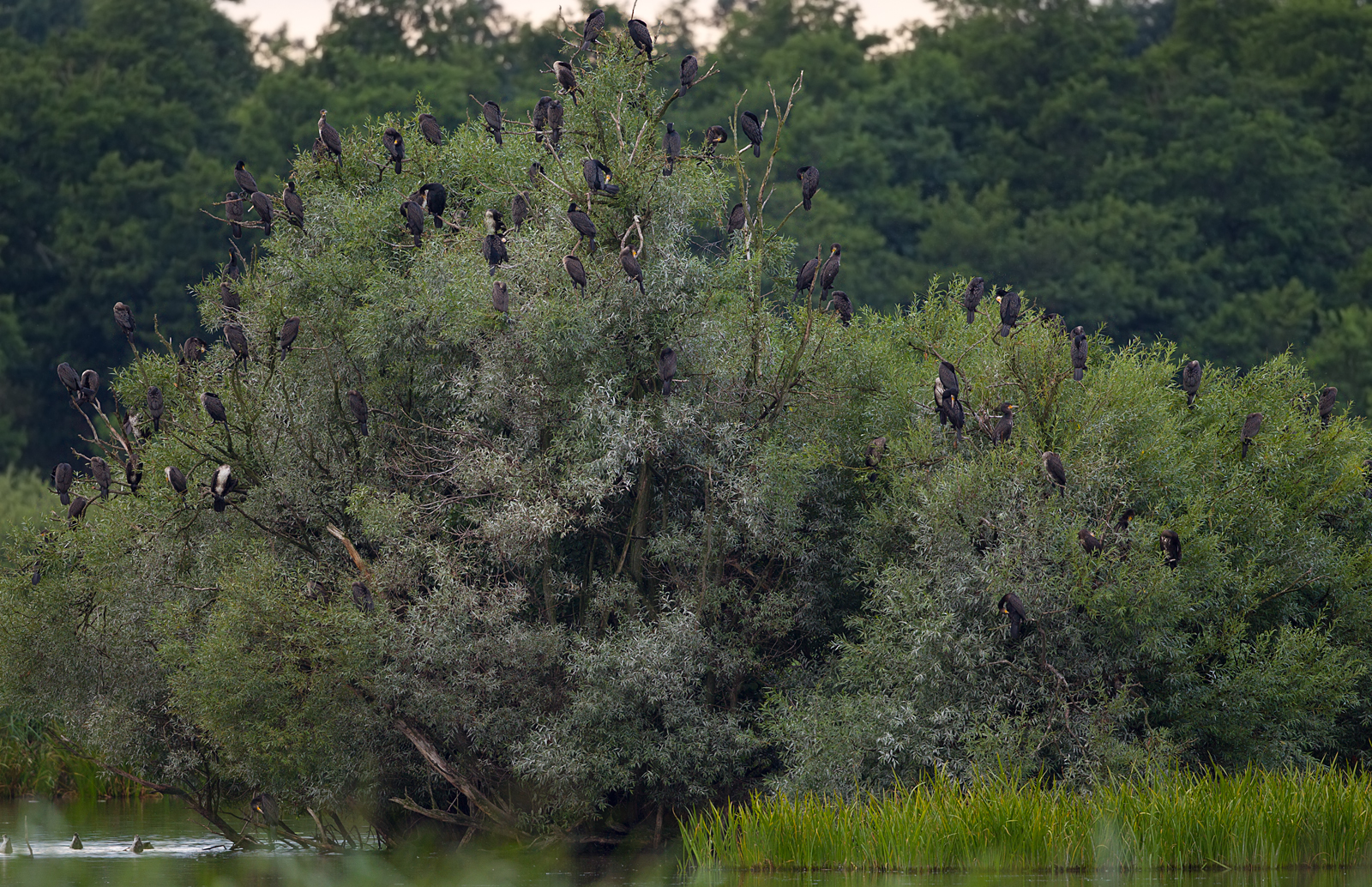 Sleeping cormorants