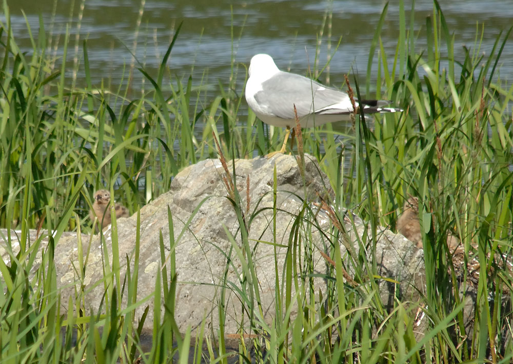 Common Gull with Chicks