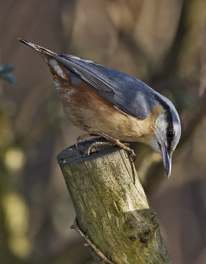 Eurasian Nuthatch