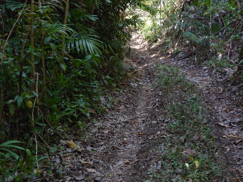 On the lookout for monkeys