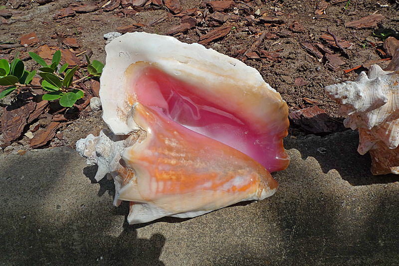 Queen Conch