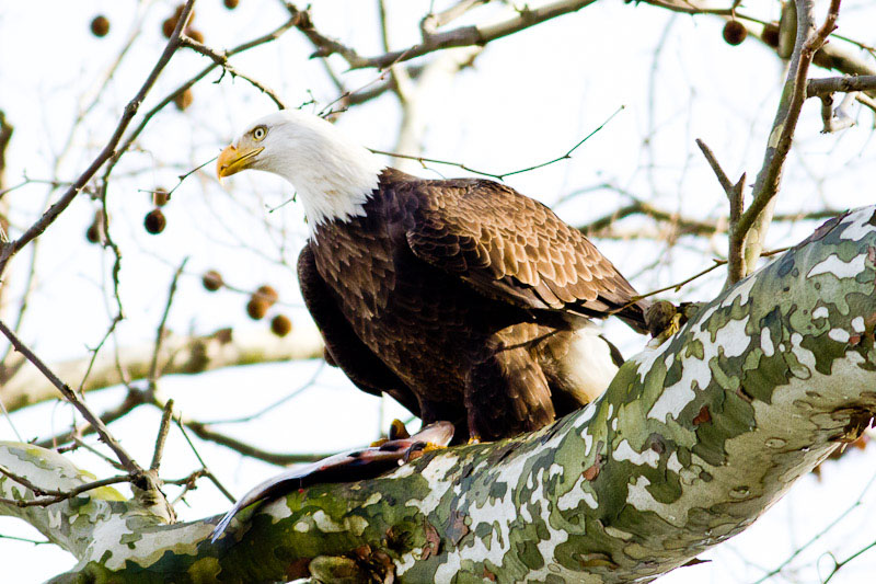 Conowingo-IMG_4605-20091213.jpg
