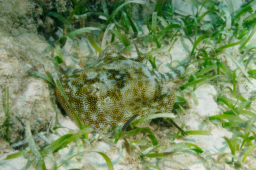 Yellow Stingray
