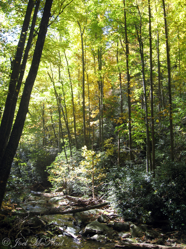Woods and creek downstream of Anna Ruby Falls