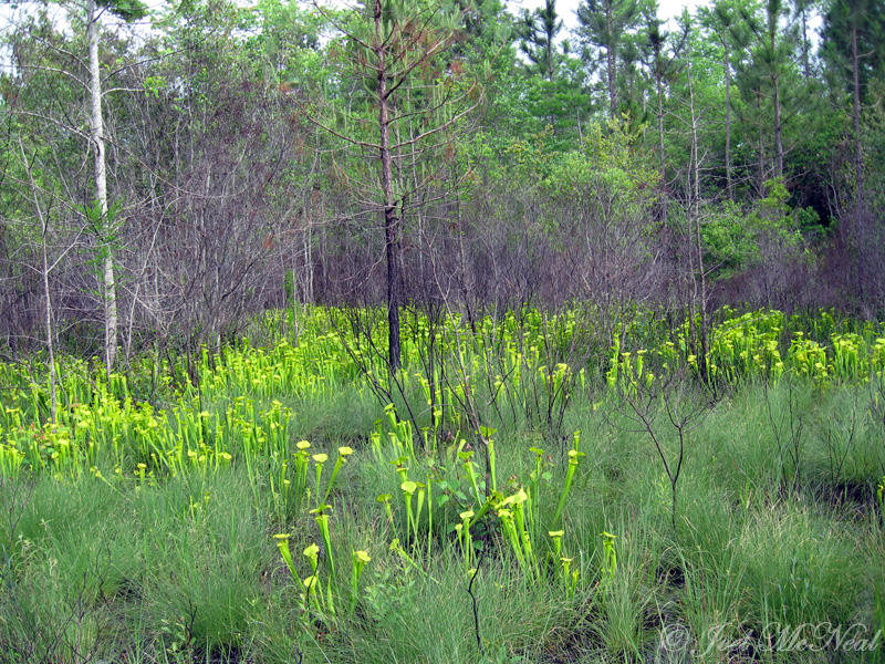 Pitcher Plant Bog (mostly <i>Sarracenia flava</i>)