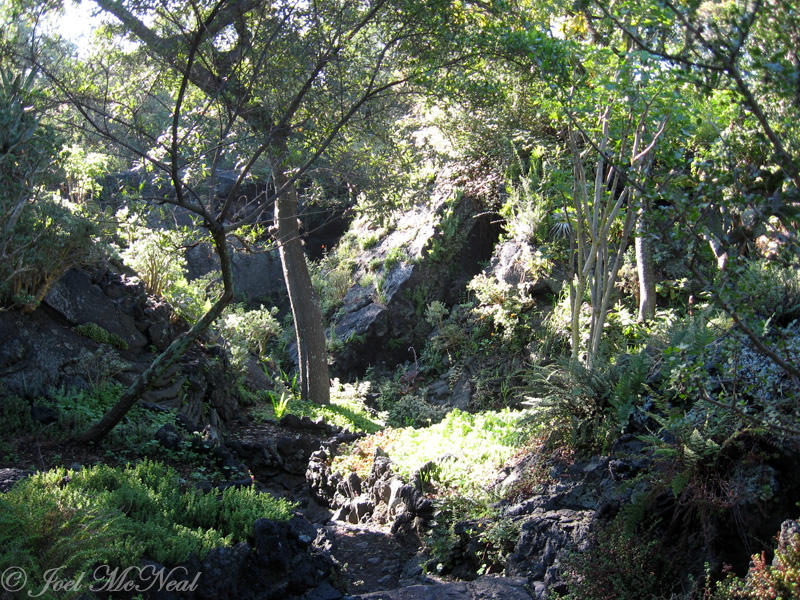 Volcanic rock garden at Jardn Botnico, UNAM