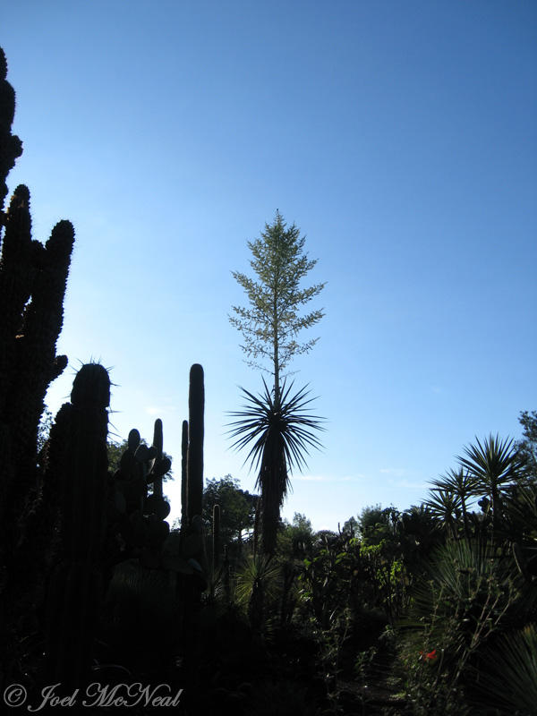 Jardn Botnico at UNAM