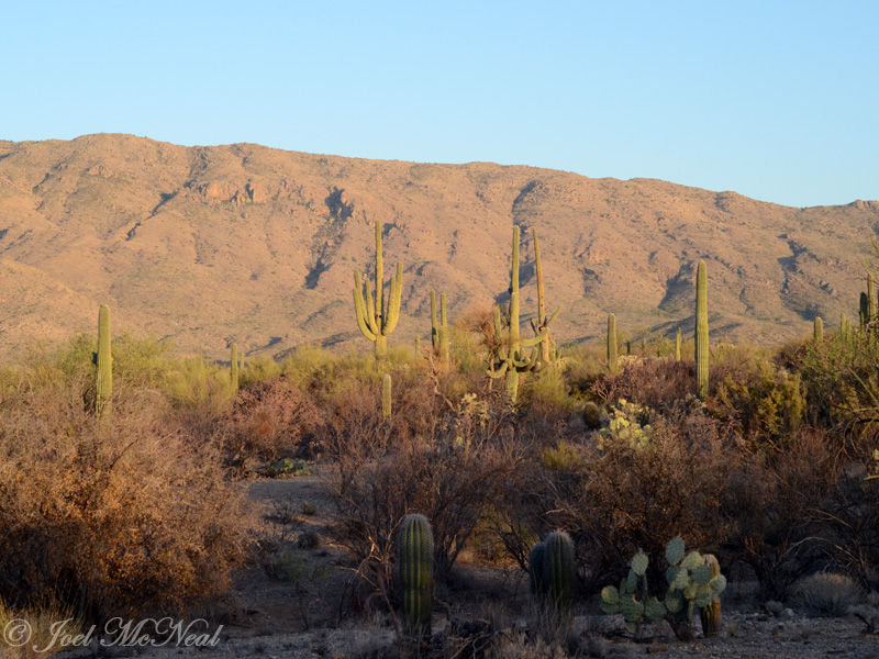 Saguaro scenery