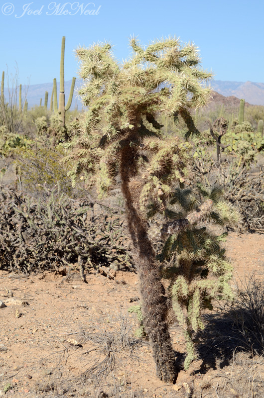 Cholla (<i>Cylindropuntia</i> sp.)