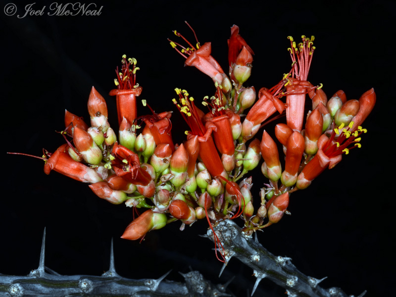 Ocotillo: <i>Fouquieria splendens</i>