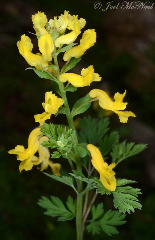 <i>Corydalis flavula</i>: Yellow Fumewort, State Botanical Garden of Georgia