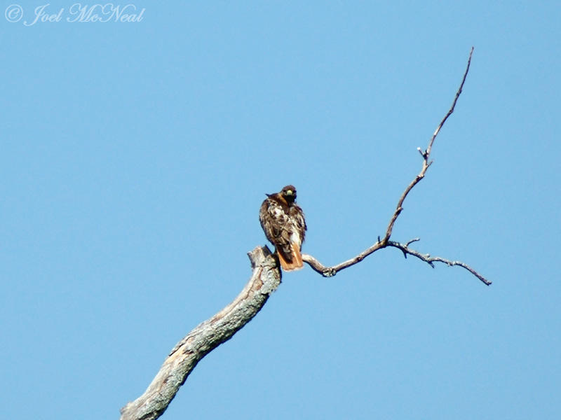 Red-tailed Hawk (with rat)