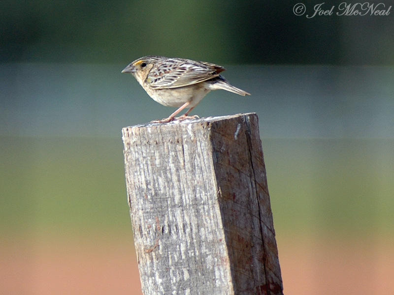 male Grasshopper Sparrow