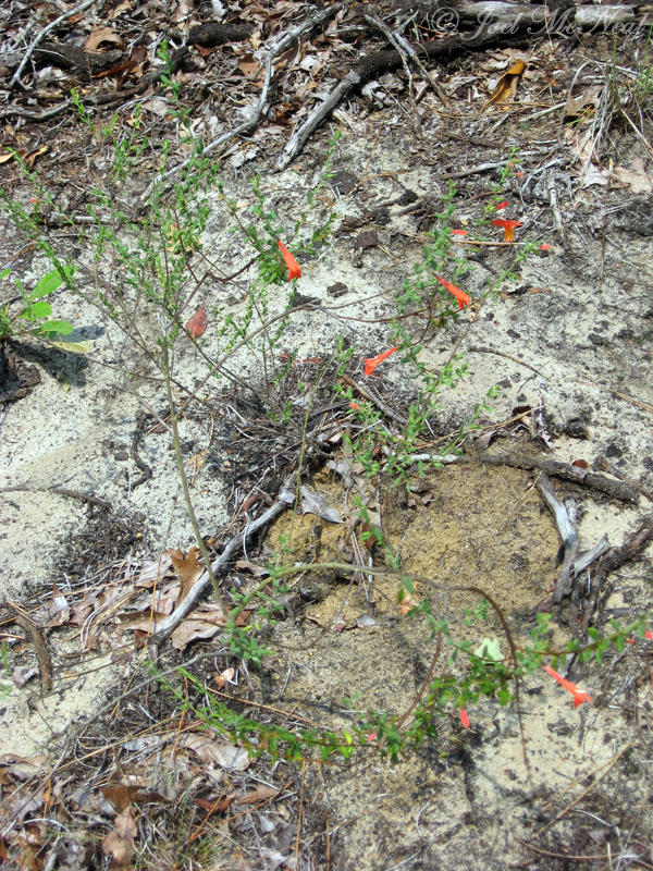 Scarlet Wild Basil: <i>Satureja coccinea</i>