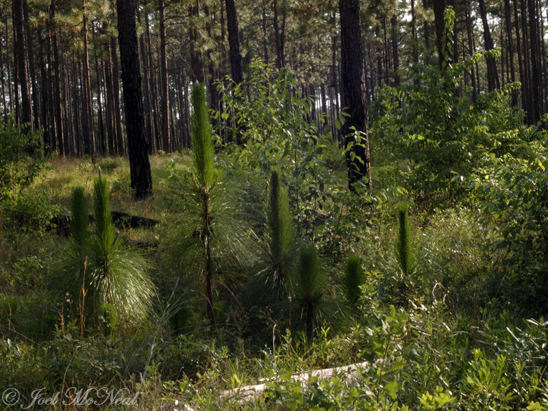 Longleaf Pine regeneration