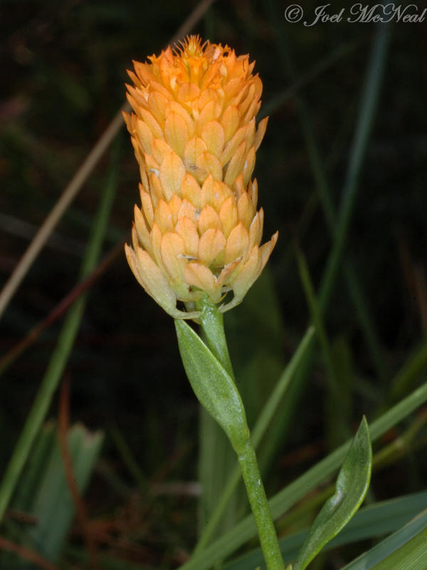 Orange Milkwort: <i>Polygala lutea</i>