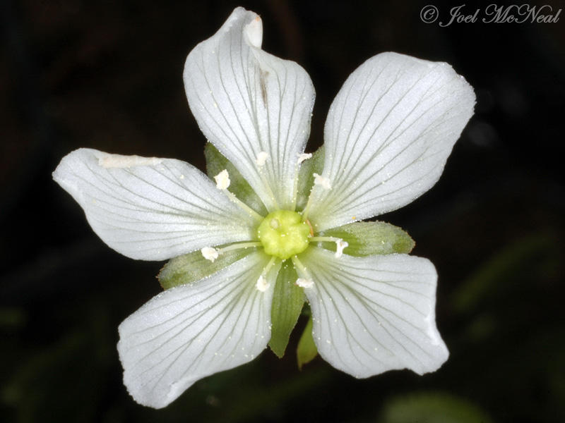 Venus Flytrap: <i>Dionaea muscipula</i>