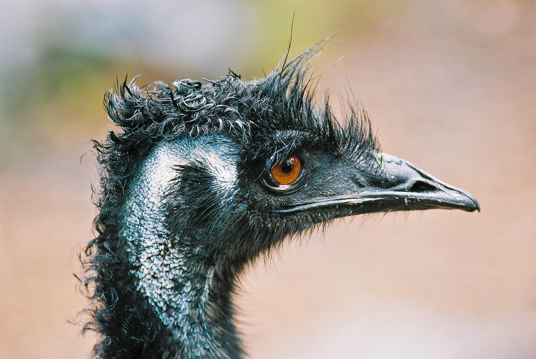 Emu after the Rain