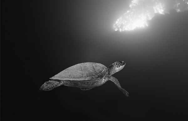 Turtle_BW.jpg