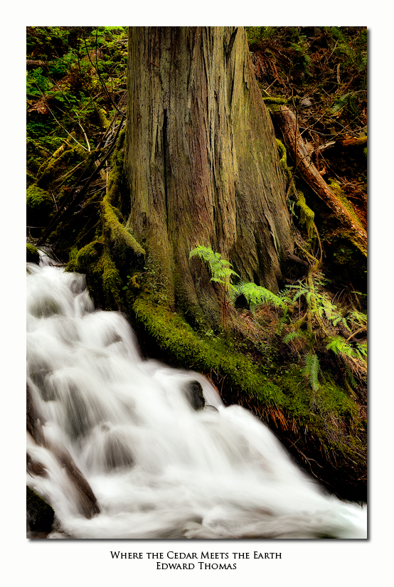 Where the Cedar Meets the Earth