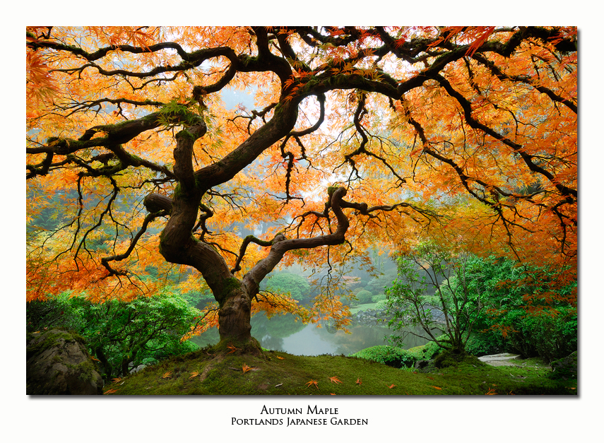 Autumn Maple