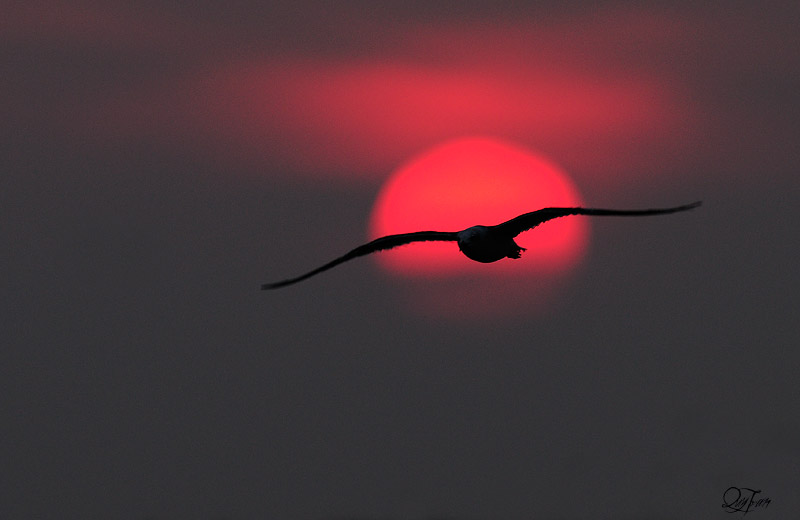 The Sunset Gull