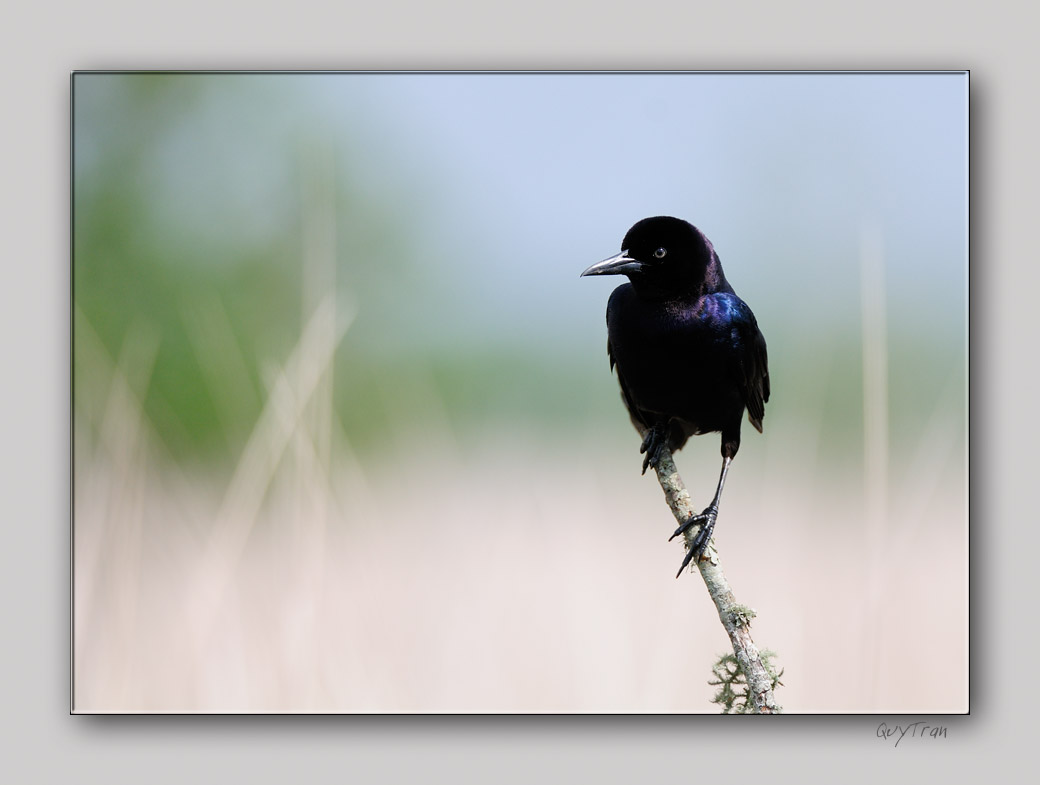 Boat-tailed Grackle