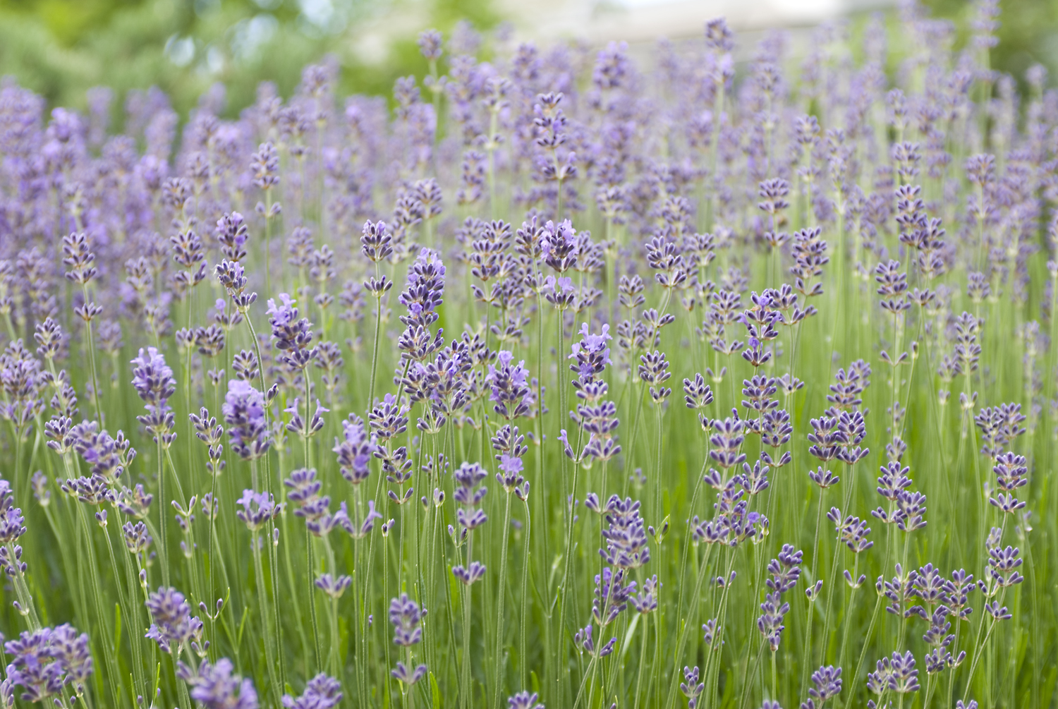 Lavanda