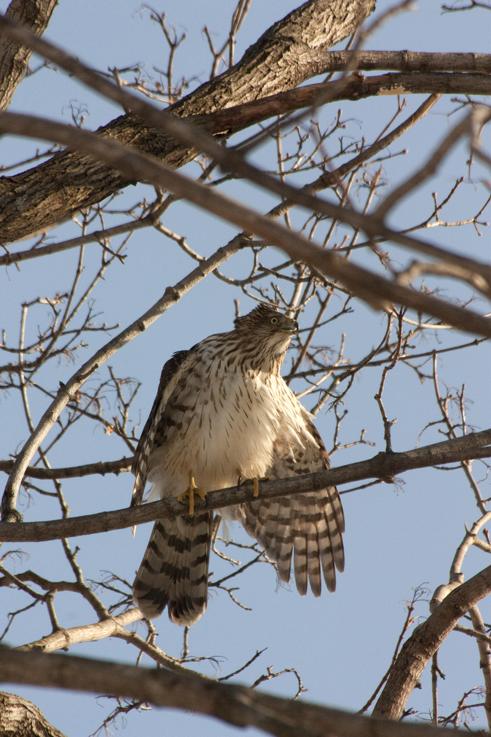 Redtail