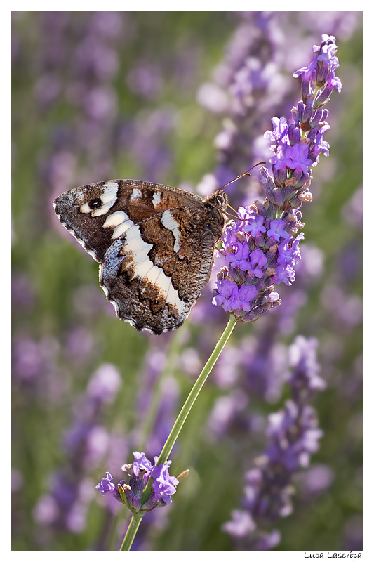 Farfalla e lavanda