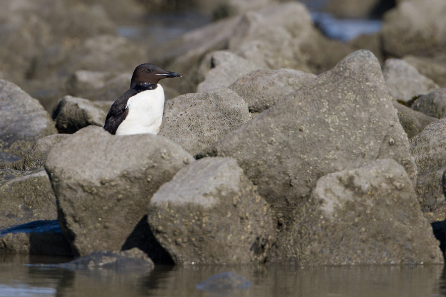 Brnnichs Murre - Kortbekzeekoet
