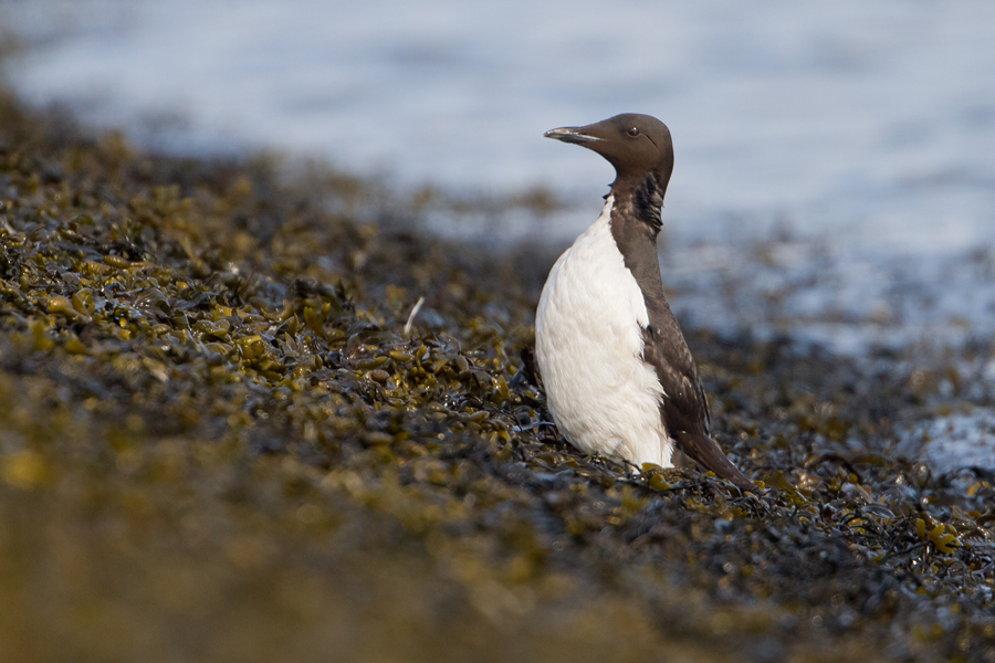 Brnnichs Murre - Kortbekzeekoet