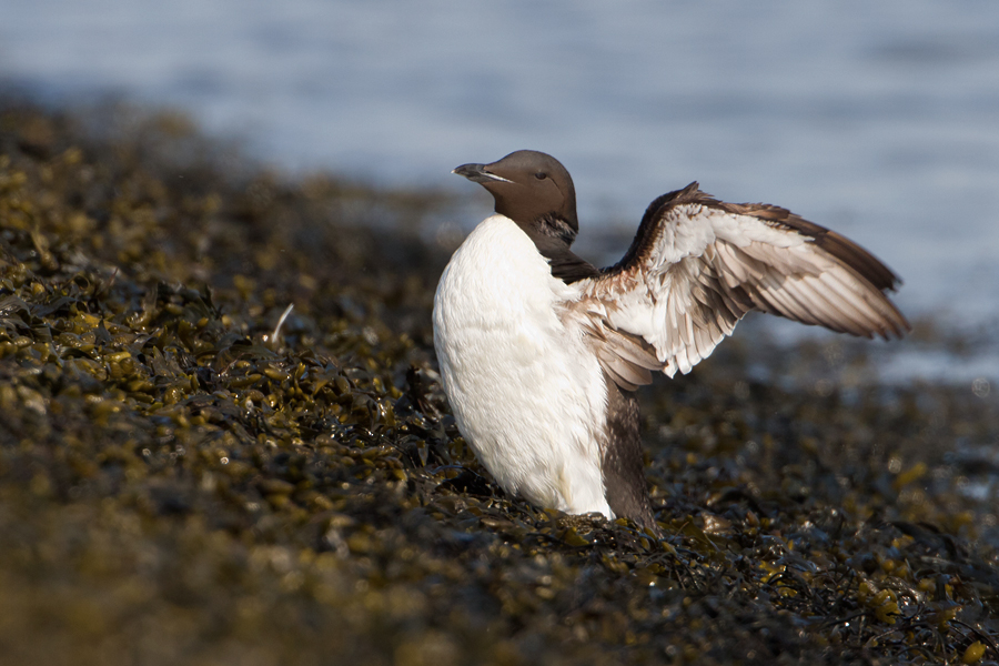 Brnnichs Murre - Kortbekzeekoet