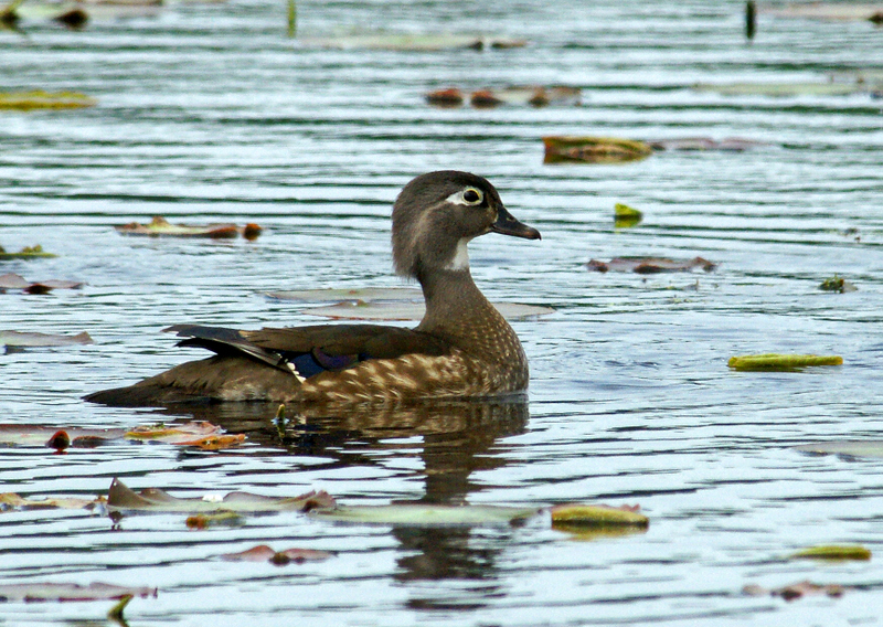 great meadows-5/26/12 female wood duck a bit far away