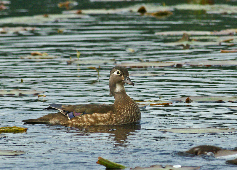 great meadows-female wood duck 5/12