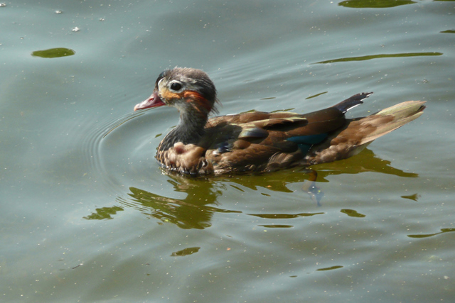 Mandarin Duck?