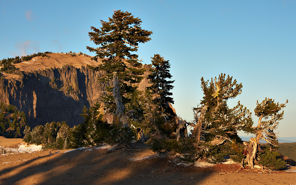 Fir Trees at Sunset