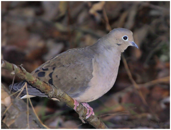 Mourning Dove